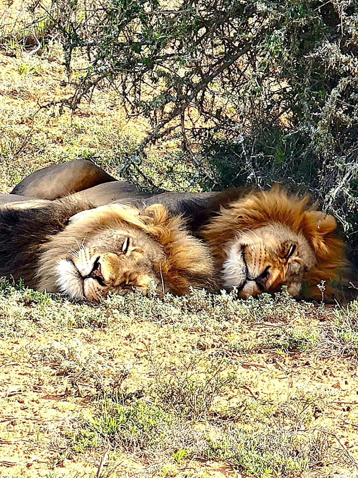 Villa Adrenalin Addo Manor House Esterno foto